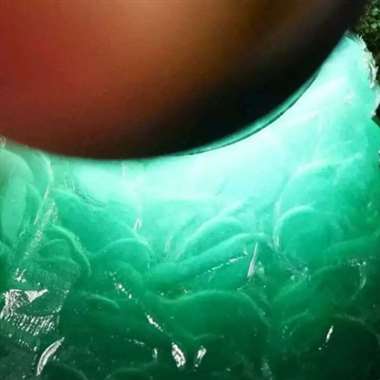老坑帕敢黑乌沙冰种晴水料，27.22公斤，35/21/26㎝，冰种，种老，起荧光，肉细，水头足，多处