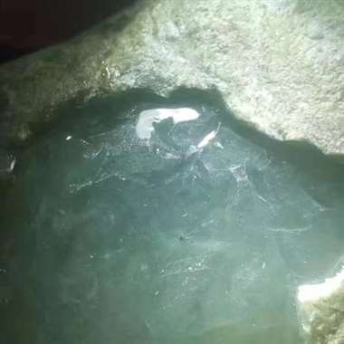 DJ666新货255g老后江开窗冰飘花,果冻级别肉质加上点点蓝花,简单优雅的美,打灯通 DJ666新货255g老后江开窗冰飘花,果冻级别肉质加上点点蓝花,简单优雅的美,打灯通