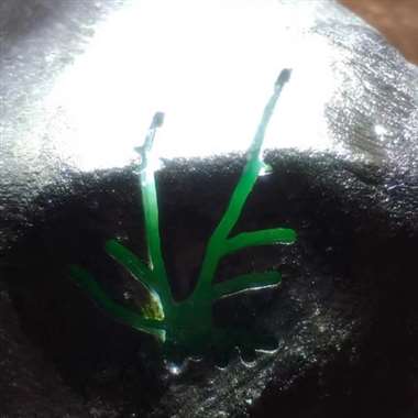 RLL❤0.34公斤，尺寸8.3X6.3X3.6cm，老皮壳黑乌纱，完美个头，皮色非常漂亮，高阳绿，