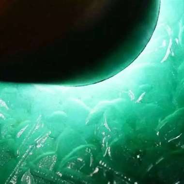 老坑帕敢黑乌沙冰种晴水料，27.22公斤，35/21/26㎝，冰种，种老，起荧光，肉细，水头足，多处